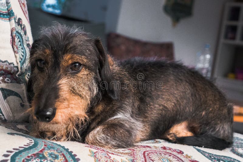 Cute brown wirehaired dachshund puppy lying on the sofa in the room stock photos Cute brown wirehaired dachshund puppy lying on the sofa in the room stock photos
