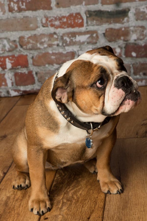 Cute Brown Wrinkled Bulldog Adult in the Studio,looking Right Stock ...