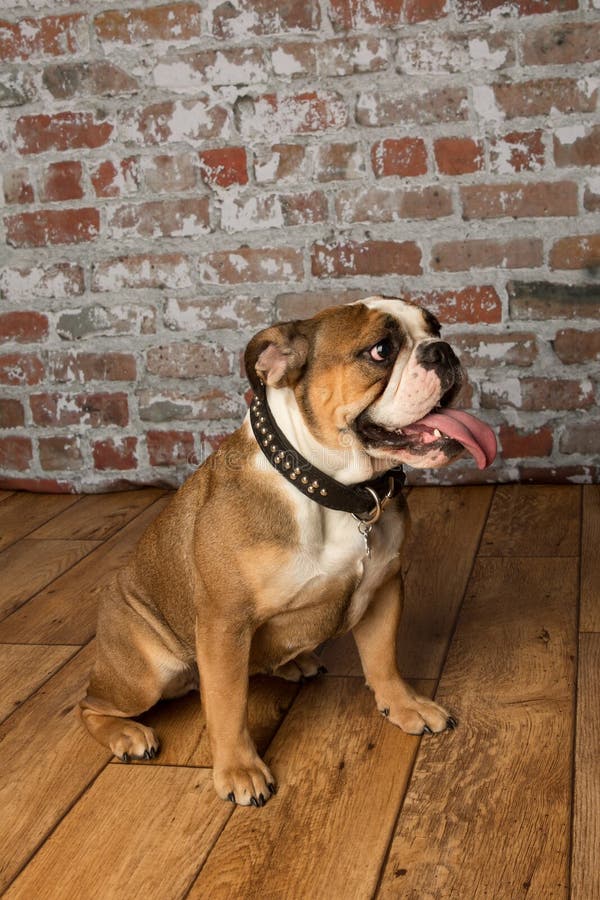 Cute Brown Wrinkled Bulldog Adult in the Studio,looking Right Stock ...