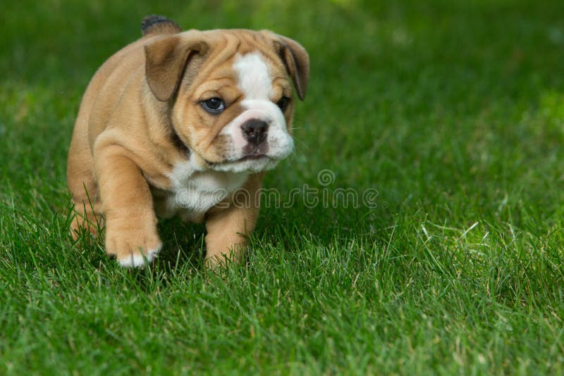 Cute brown wrinkled bulldog puppy in the grass, standing and facing right royalty free stock photo Cute brown wrinkled bulldog puppy in the grass, standing and facing right royalty free stock photo