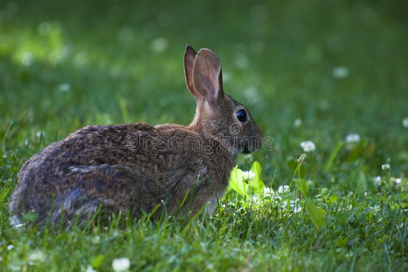 Cute Bunny Rabbit Eating Wild Clover in a Green Meadow on a Sunny