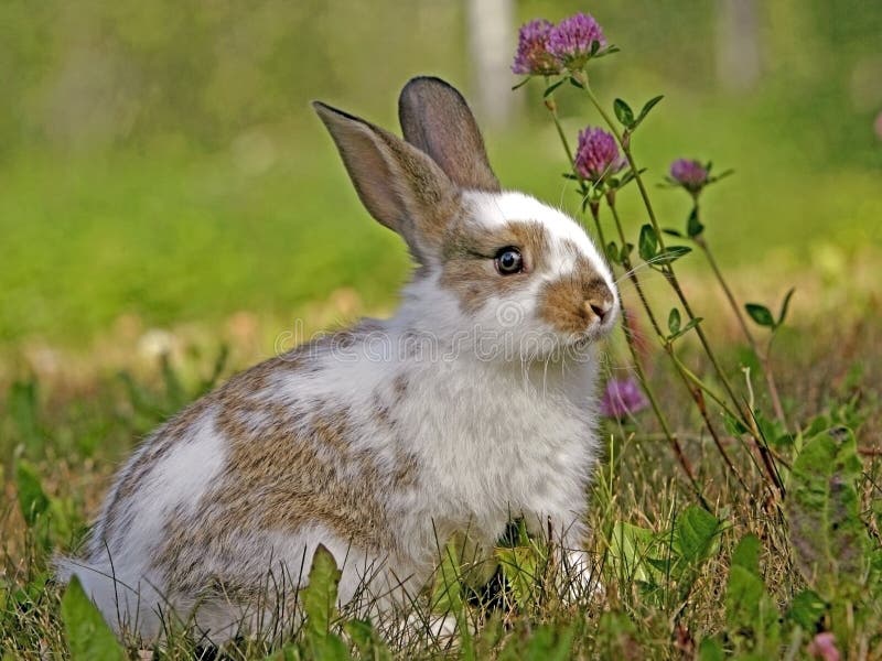 Cute Bunny Rabbit