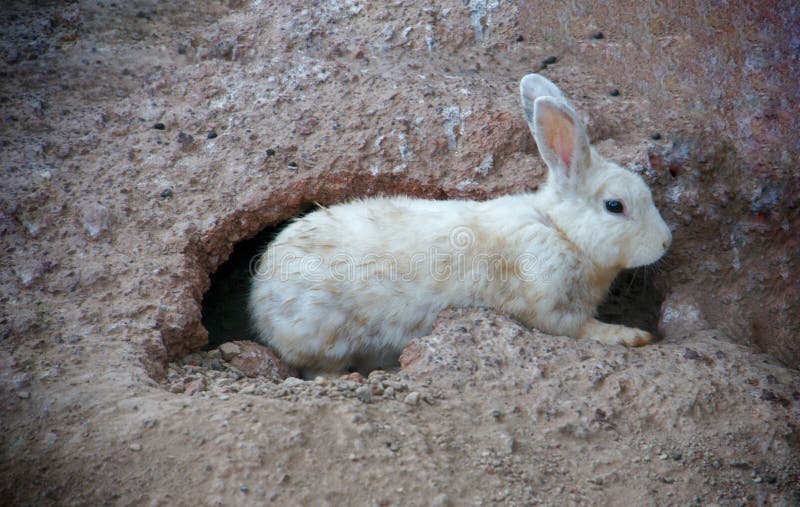 A Cute Bunny In The Sand Hole. Stock Photo Image of rabbit, white