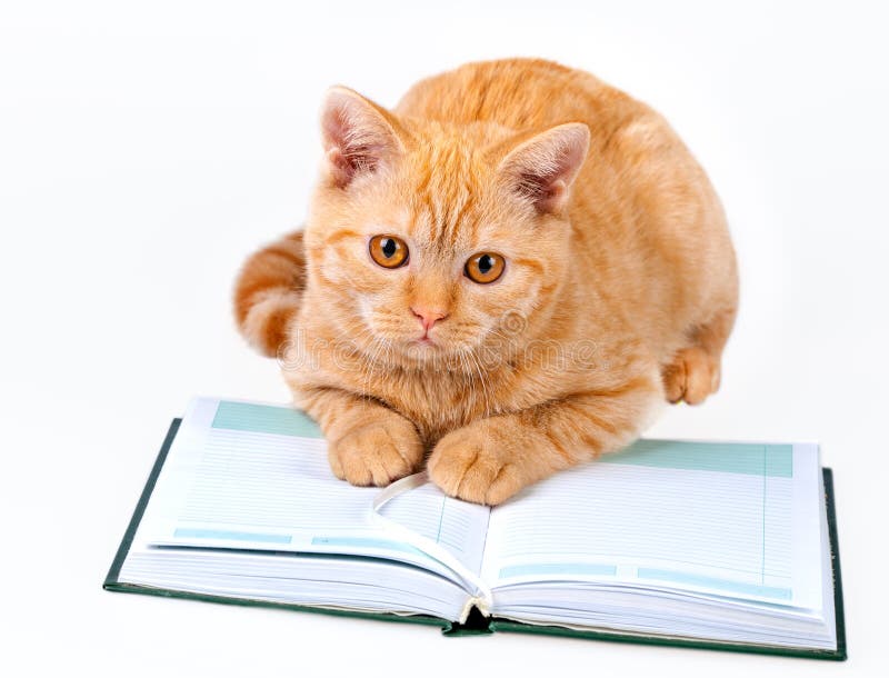 Carino il negozio gatto lettura taccuino (un libro) isolato su sfondo bianco.