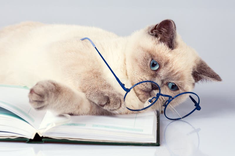 Cute business cat wearing glasses royalty free stock images