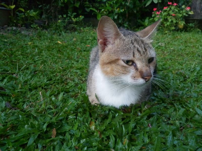 Cute and Calm Cat on a Green Grass Stock Photo Image of grass, calm