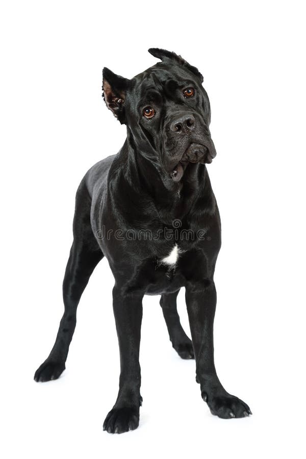 Cute Cane Corso Puppy with Blue Eyes Sitting in Sunny Garden Stock