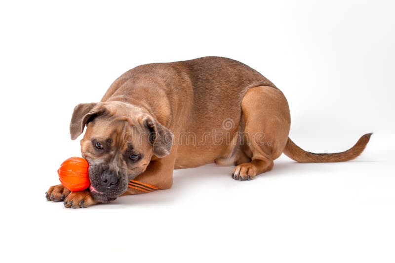 Cute Cane Corso Playing With Toy Stock Photo Image Of
