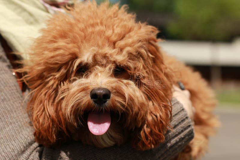 A Cute Caramel Colored Cavoodle Breed Puppy Dog Being Held And Cuddled a-cute-caramel-colored-cavoodle-breed-puppy-dog-being-held-and-cuddled