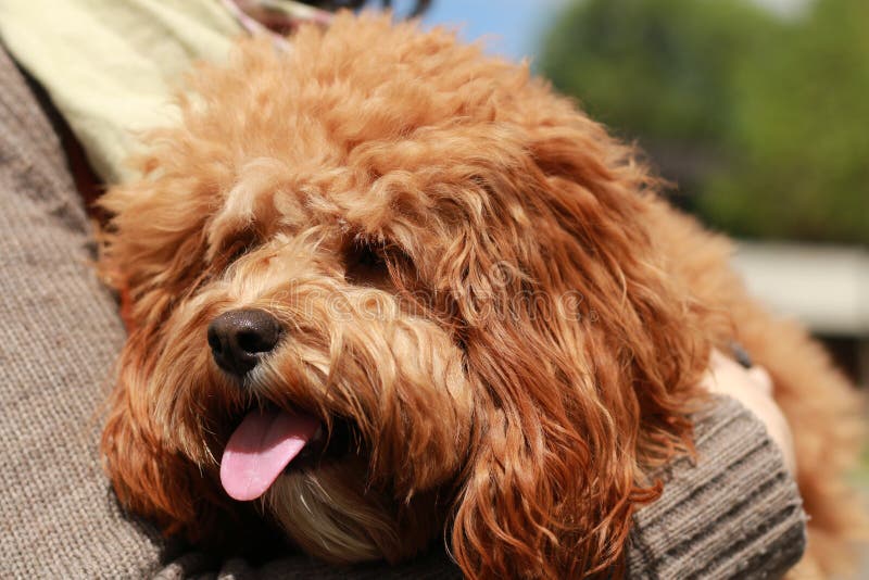 A Cute Caramel Colored Cavoodle Breed Puppy Dog Being Held And Cuddled a-cute-caramel-colored-cavoodle-breed-puppy-dog-being-held-and-cuddled