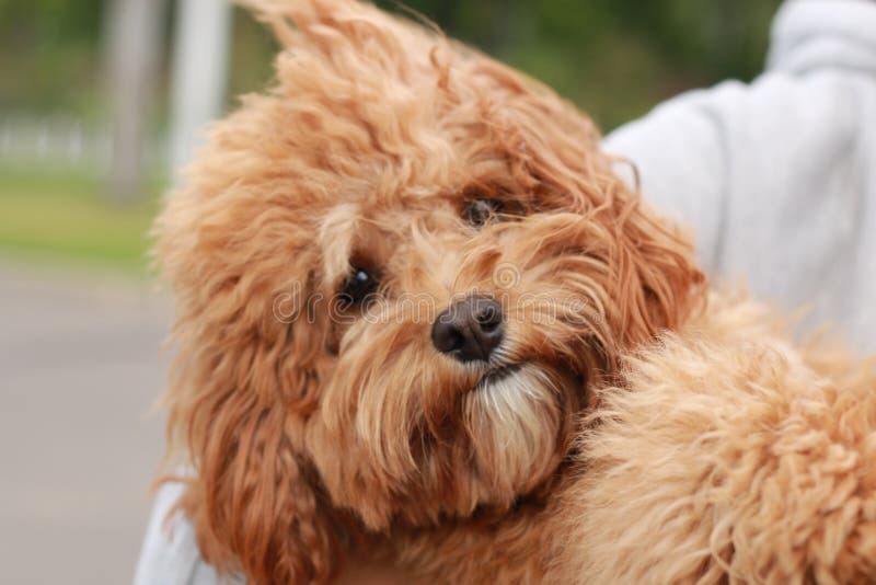 A Cute Caramel Colored Cavoodle Breed Puppy Dog Being Held And Cuddled a-cute-caramel-colored-cavoodle-breed-puppy-dog-being-held-and-cuddled