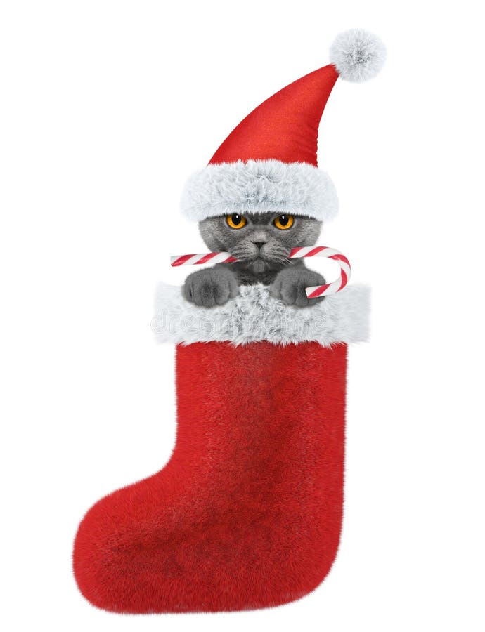 Purrfect Santa Express Red & White Cat Christmas Stocking 41cm