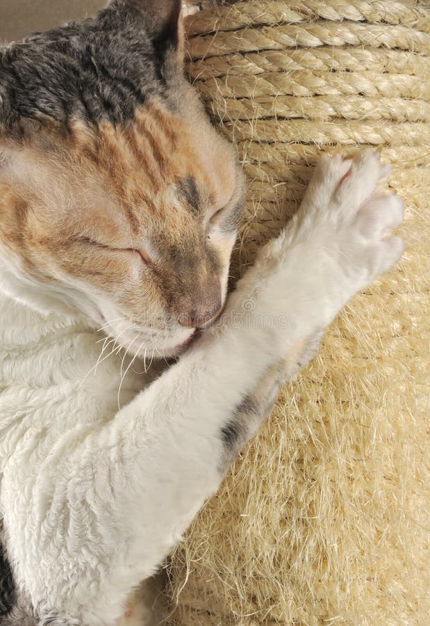 Cute Cat with Closed Eyes Scratching a Post