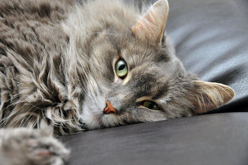 Cute cat on cushion