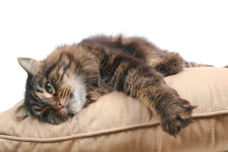 Cute cat on cushion royalty free stock image