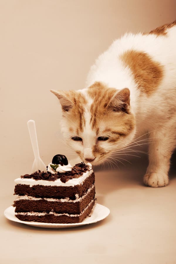 Cute cat and delicious cake