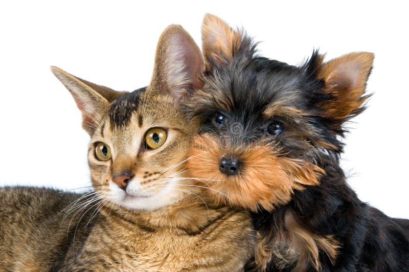Cute cat and dog stock photo. Image of friends, heads - 21982428
