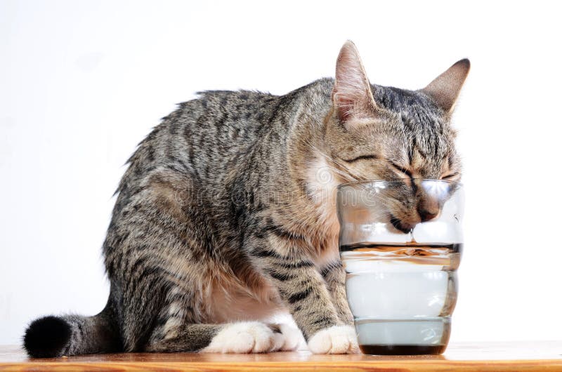 Why Drink Alone When You Can Drink Wine With Your Cat? - CatTime Cat wine, Cats,