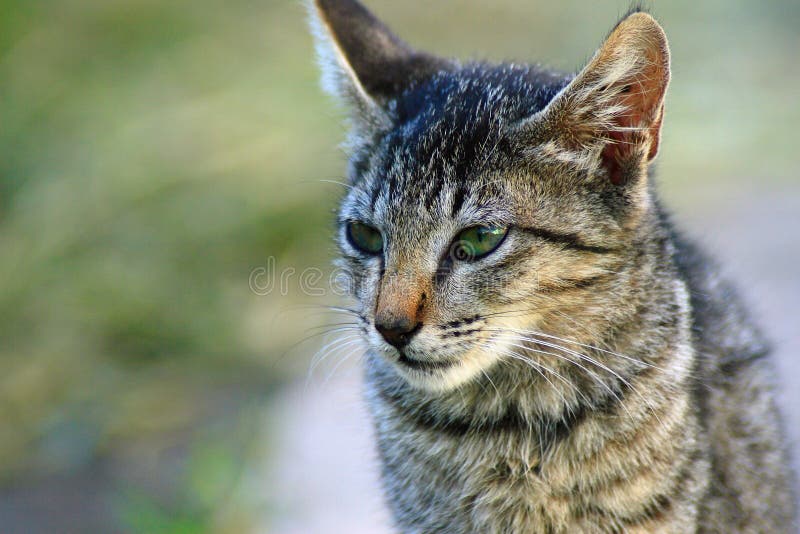 The Cute cat face royalty free stock photography