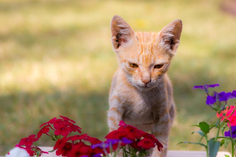 Cute cat and flowers stock image. Image of flower, cute - 36365365