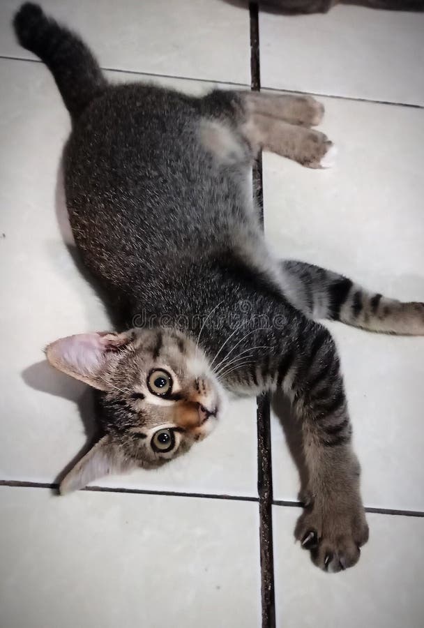 Cute cat funny cat happier stock photo. Image of wildcat 201300418