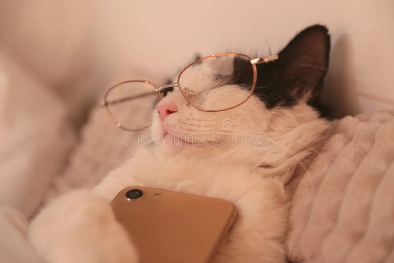 Cute Cat With Glasses And Smartphone Sleeping On Bed At Home, Closeup Stock  Image - Image Of Comfort, Bedroom: 204961343