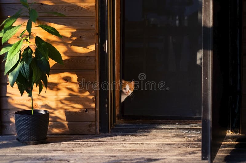 Cute cat is going to walk outside front door of house