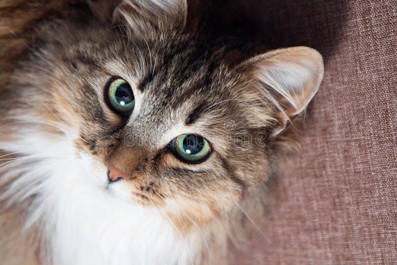 Cute cat with green eyes looking up