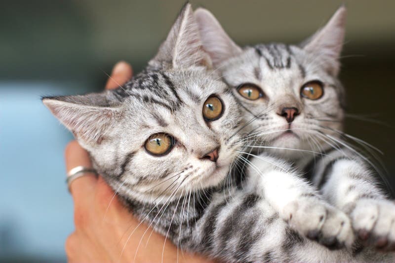 Cute cat in the hand