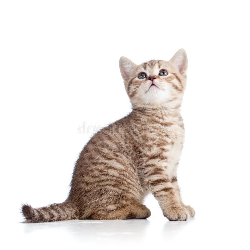 521,547 Cute Cat Kitten Stock Photos - Free & Royalty-Free Stock