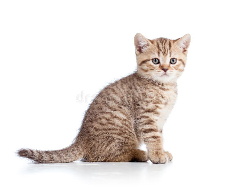 Cute Cat Kitty on White Background Stock Photo - Image of british,  shorthaired: 26590582