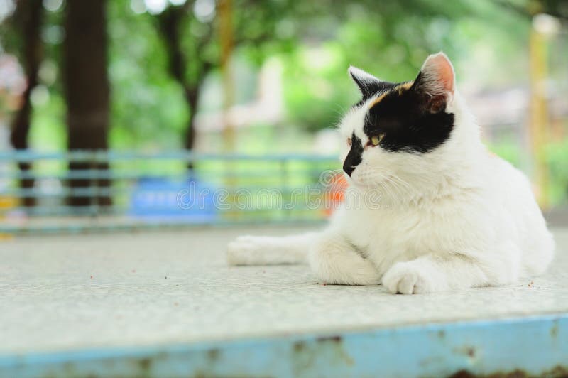 Cute Cat. Kitty. Wild Cat. Cat Pet. Stock Photo Image of staring