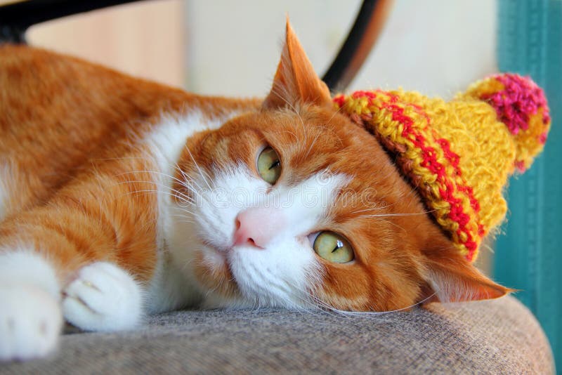 Cute cat in a knitted hat
