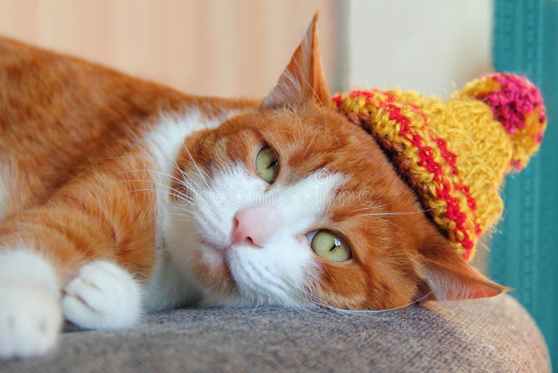 Carino gatto con un cappello in maglia con pompon appoggiato su una sedia.