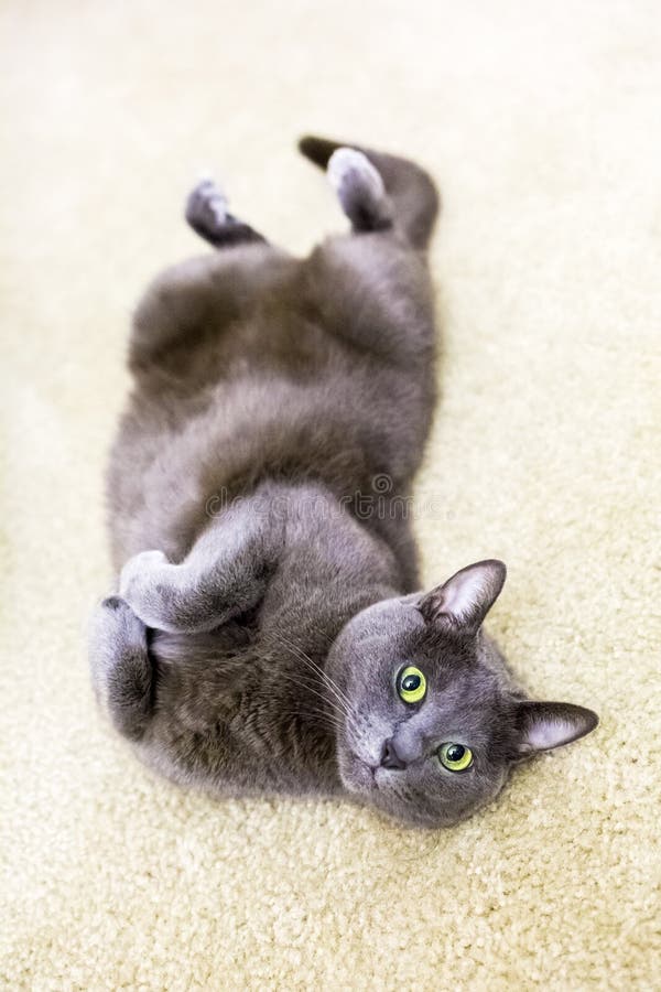 Cute Cat Laying on the Carpet on the Back Playful Stock Image - Image ...