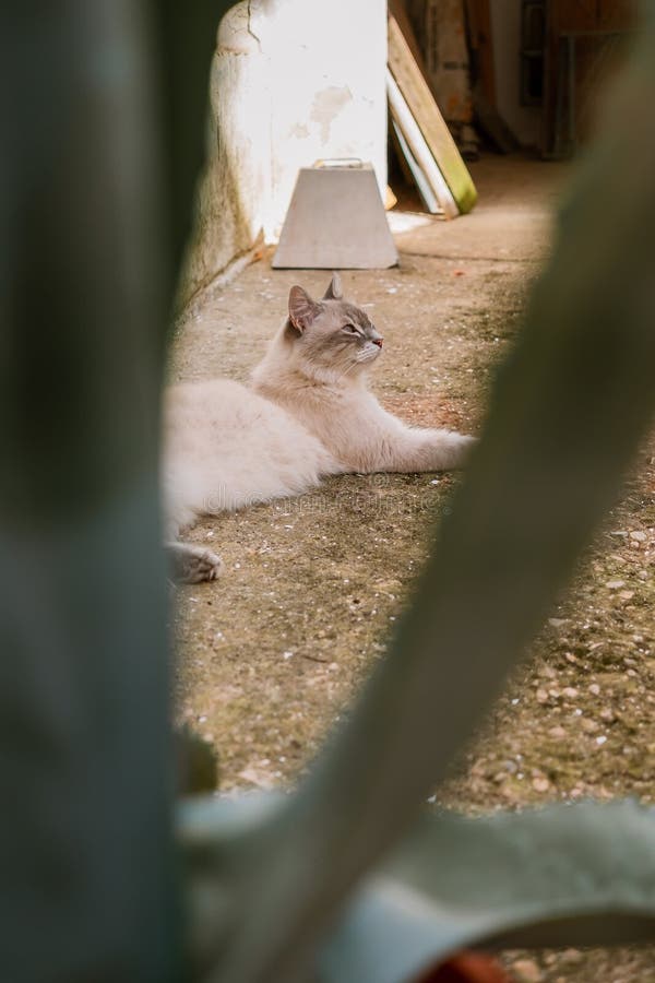 Cute Cat Lying Down Next To Aloe Vera Plant Stock Image Image of laying, vera 172610405