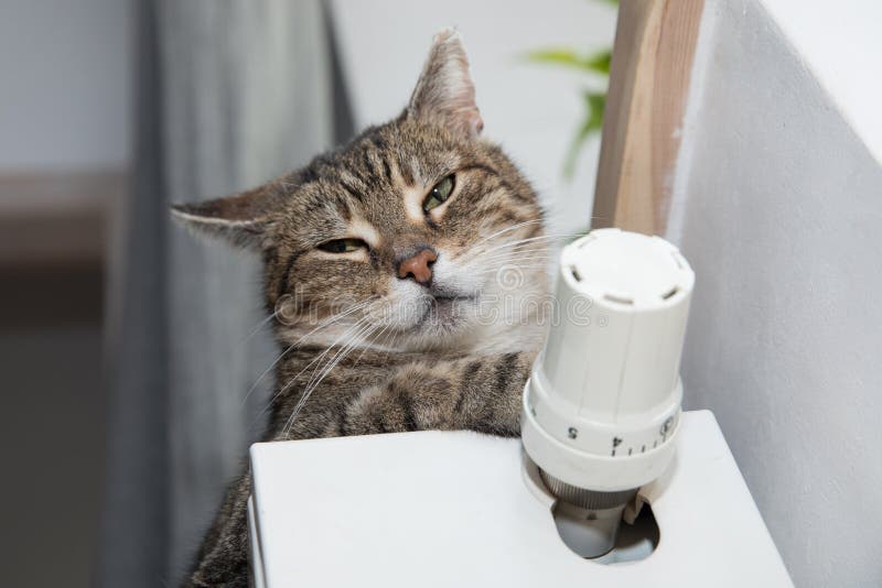Cute Cat Lying and Sleeping on the Heating Radiator at Home Stock Image