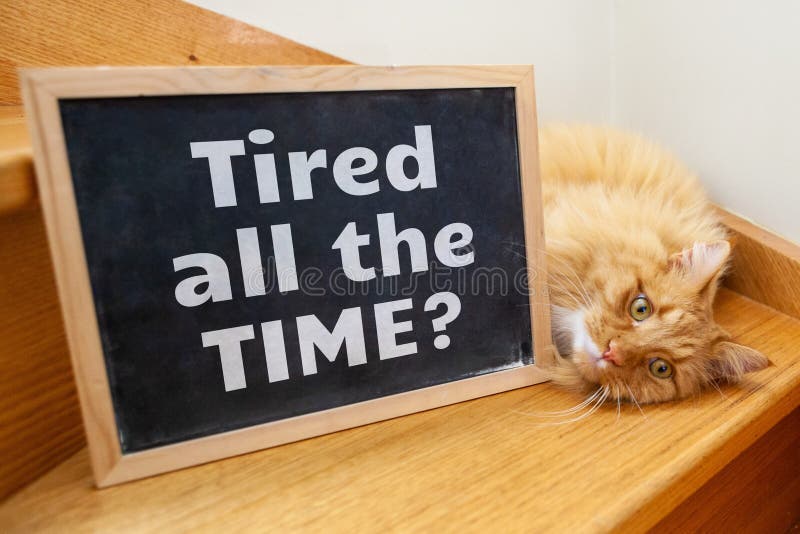 Cute cat lying on wooden stairs with the text.