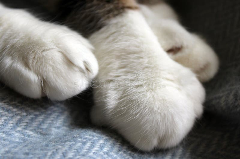 Cute Cat Paws. Close-up Photo Stock Image - Image of paint, macro ...