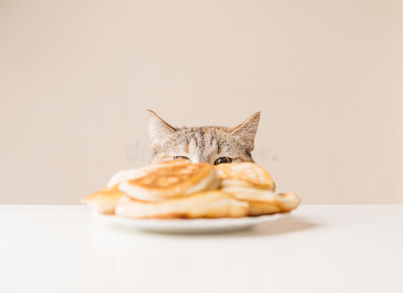 Cute cat peeking out and staring at pancakes.