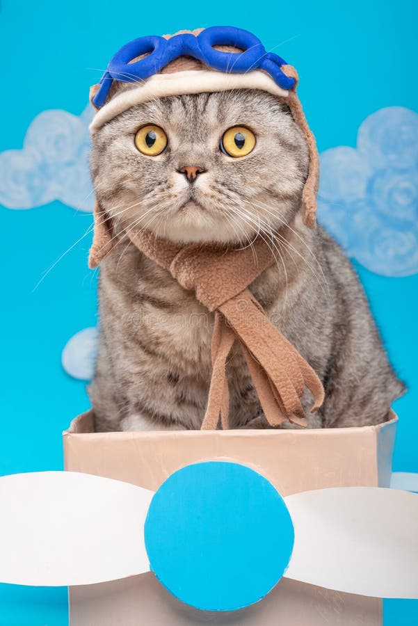 Cute cat pilot in an airplane of paper in a helmet and glasses, funny and funny animals