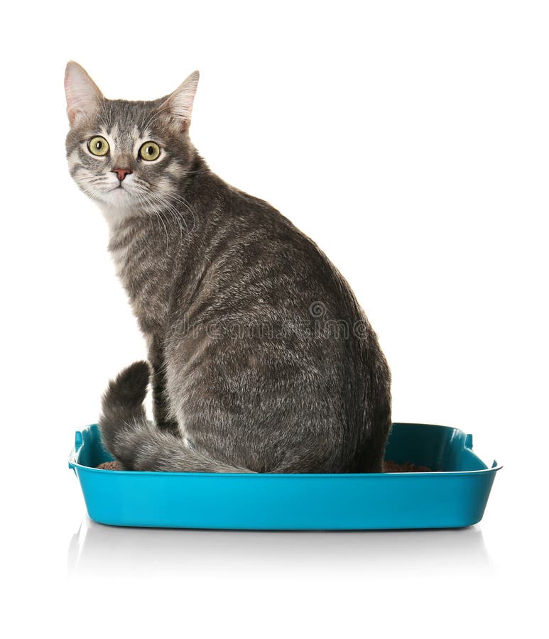 Cute Cat in Plastic Litter Box Stock Photo Image of floor, domestic