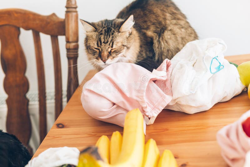 Cute cat playing at fresh groceries in reusable eco bags on wooden table at home. Zero Waste shopping concept. Ban single use stock image Cute cat playing at fresh groceries in reusable eco bags on wooden table at home. Zero Waste shopping concept. Ban single use stock image