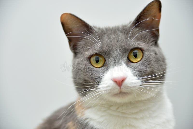 Download Cute cat portrait stock photo. Image of mammal, kitty ...