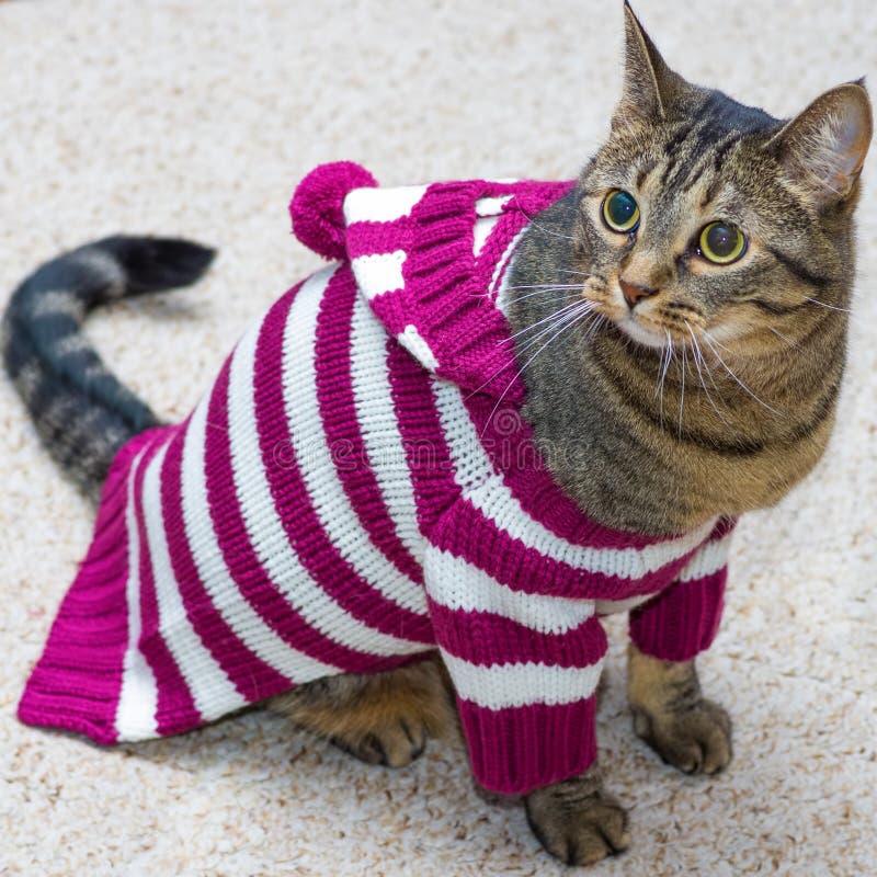 Cat wearing a sweater stock photo. Image of animal, feline - 34656476
