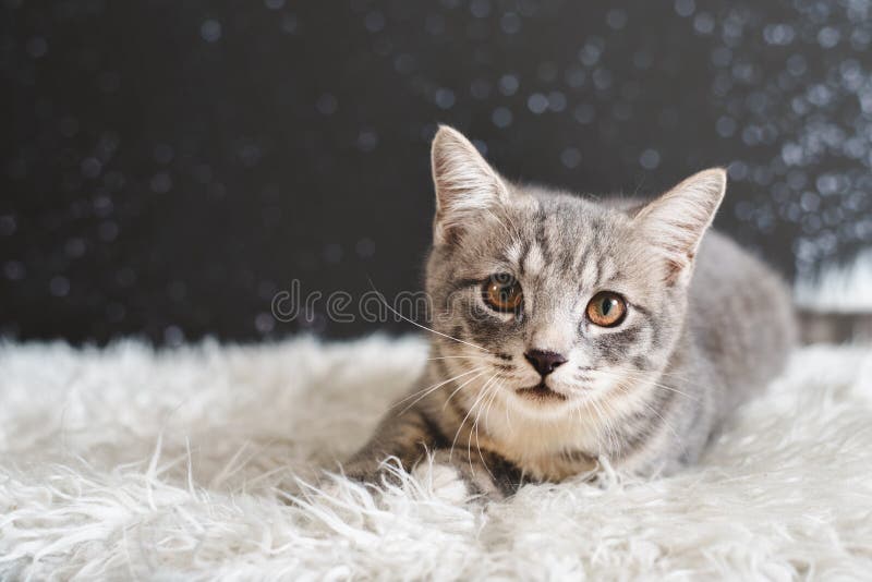 Cute Cat Portrait. Mixed Breed of Maine Coon with British Shorthair Stock  Image - Image of expression, looking: 161158095