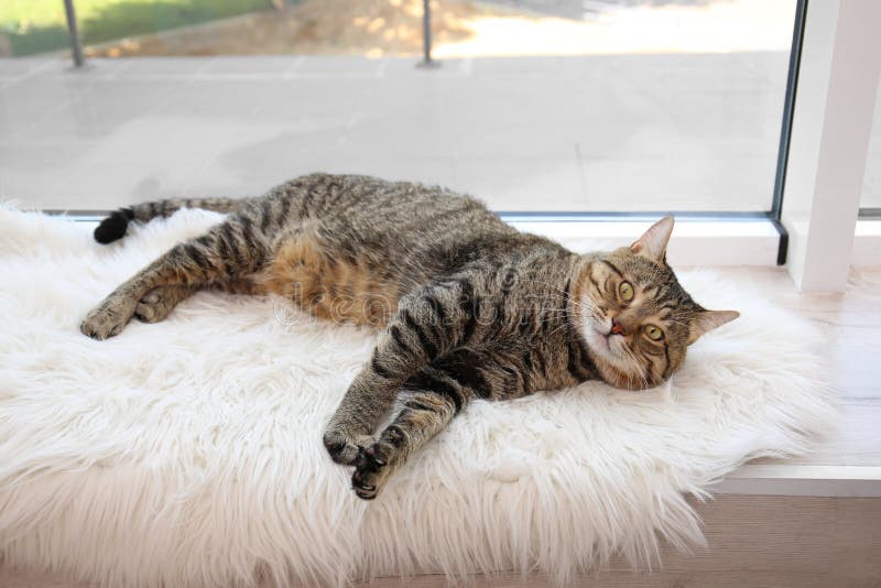 Cute Cat Resting on Fuzzy Blanket Stock Image Image of adorable, home