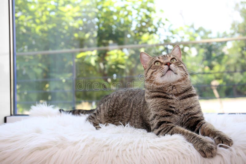 Cute Cat Resting on Fuzzy Blanket Stock Photo Image of domestic, copy