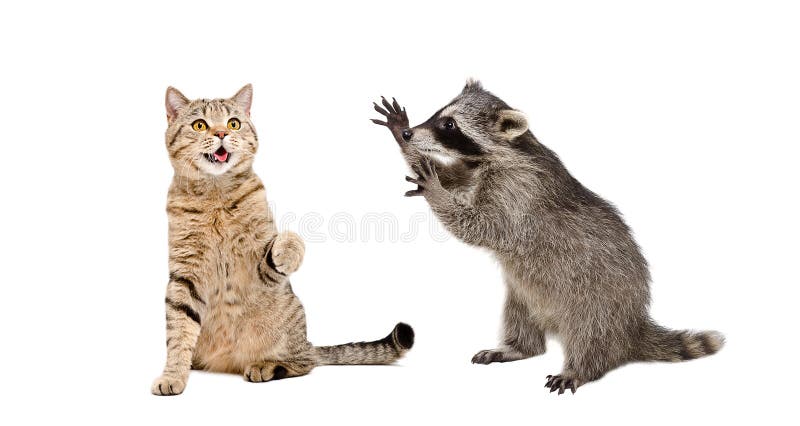 Cute cat Scottish Straight and  funny  raccoon playing together