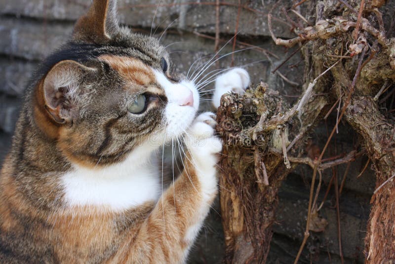 Cute cat stock photo. Image of cute, sharpening, nails 115382344